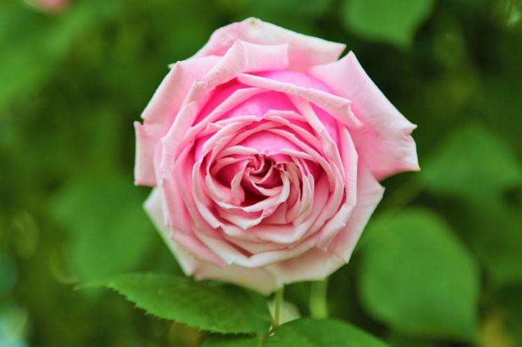 生肖|8月中旬,感情越来越顺的四个生肖,收获好爱情,恭喜能脱单