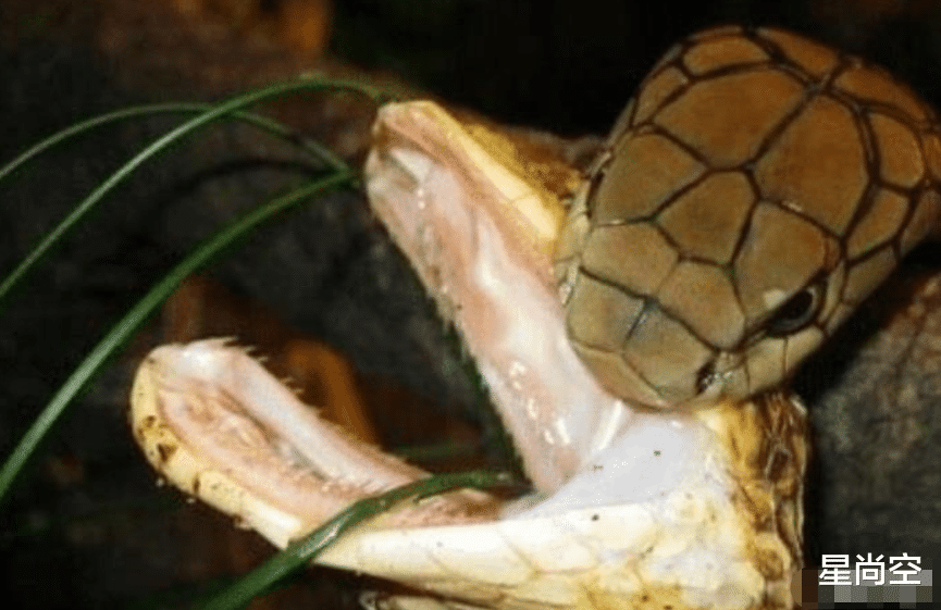 毒蛇|世界上个头最大的毒蛇，能免疫所有蛇类的毒素，网友：万蛇之王