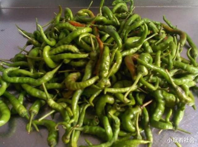 辣椒|老婆把青辣椒放进坛子里,不加一滴水,10天后全家人吃“嗨”了
