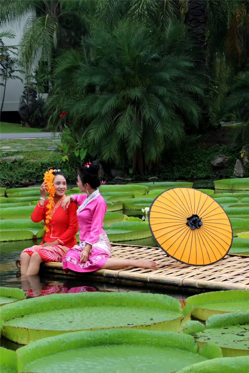 [西双版纳]一叶王莲做轻舟！云南西双版纳王莲竟可以托起傣族成年美女（图）