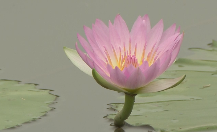 上海崇明|崇明这里百亩香水莲花免费赏啦，能摘能吃还能美容