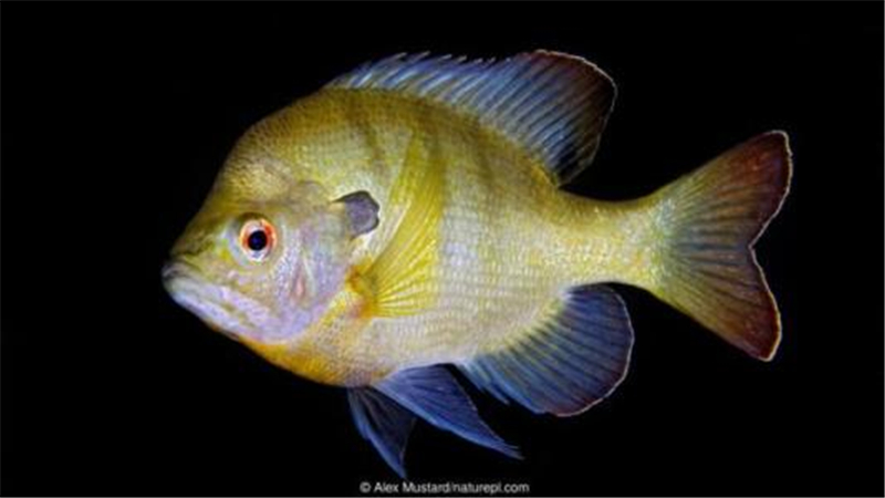 日本：1999年引进中国“绿鱼”，入侵我国20年，日本却开启全民钓鱼模式