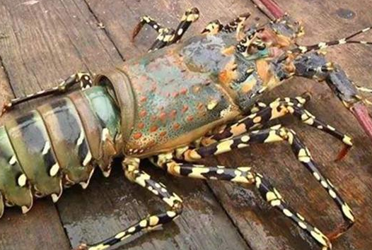 [龙虾]在非洲购买四只大龙虾，随手给出五百元直接走人，半路却遭遇到了拦截？