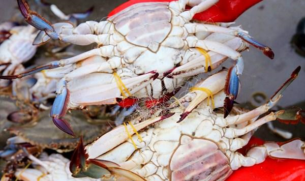 |买梭子蟹时,说这“4个字”,老板就知道你是行家,准给你肥蟹