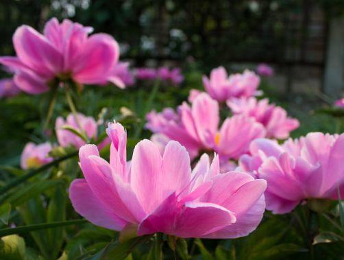 吉星|进入10月下旬，吉星近身，4属相贵人帮、生意旺，生活顺风顺水