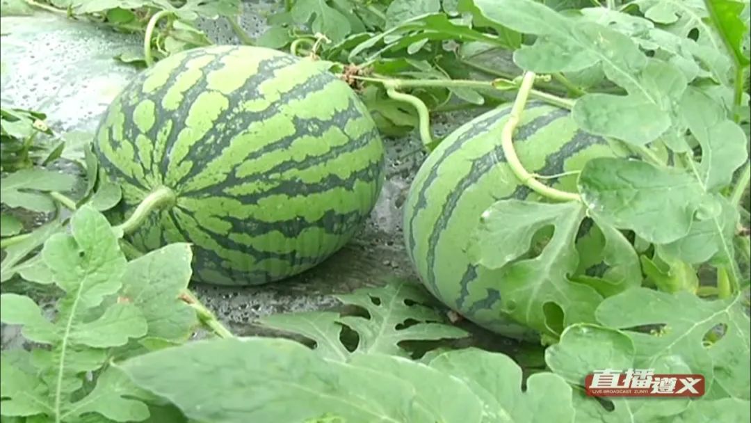 贵州|放弃10000月薪，贵州小伙回家乡种西瓜，如今收益百万