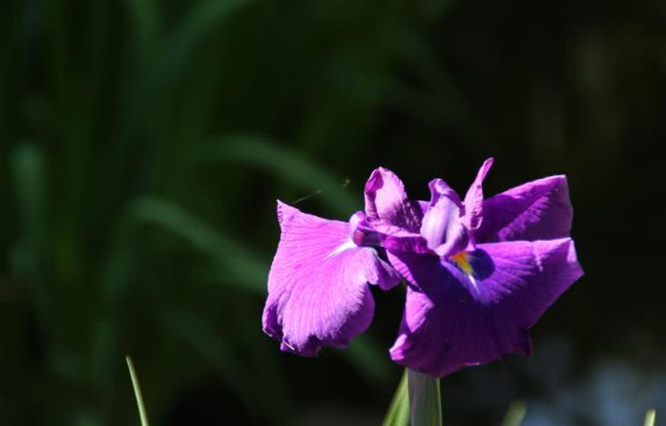 吉星|10月开始，财势喜人，吉星拱照，赚得金银满库的四大生肖