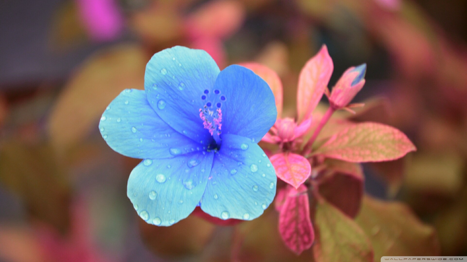 金牛座|10月中旬,有欢喜,也有忧愁,3星座情真意切,余生幸福到白头