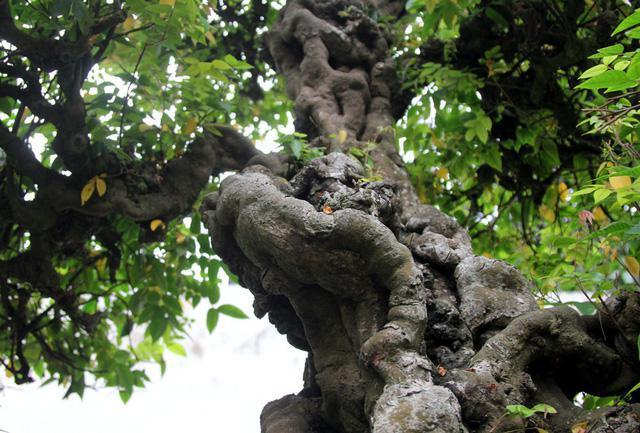 睹图|男子收藏一对四百年树龄的古树，如今有人出价292万不肯卖