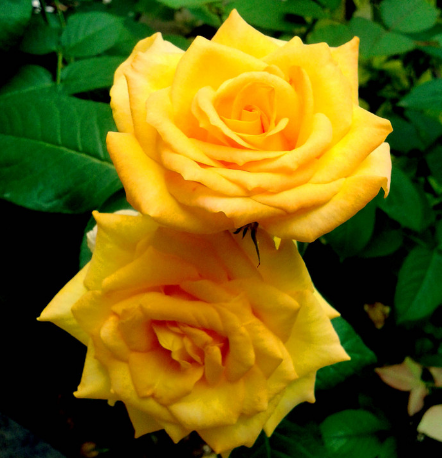 「生肖」5月下旬，4属相吉星庇佑，紫气东来，贵人闪亮出现，好运接踵而至