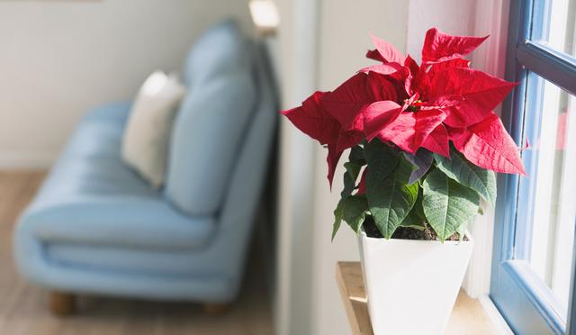 旧爱|九月开始,事业平步青云,好事接踵而至,出门早遇贵人的4个生肖