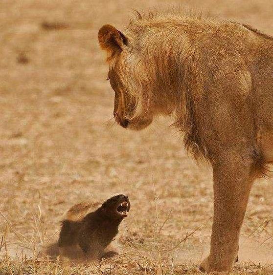 【蜜獾】平头哥，吃毒蛇就像吃辣条，真的百毒不侵吗？其实它被高估了