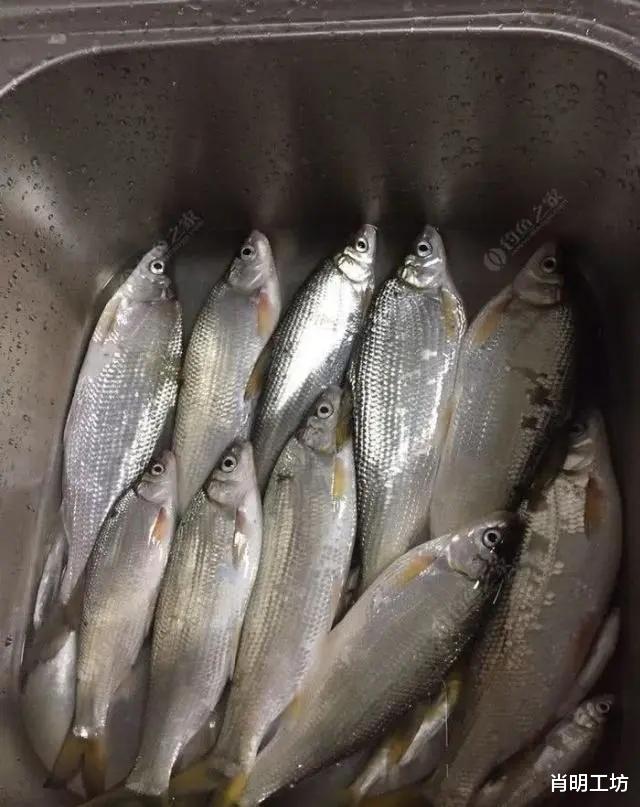 『水底奥秘』中国7种最好吃的淡水鱼,你吃过哪几种