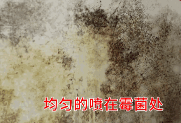 墙体发霉怎么解决？不用花钱请工人！用这款除霉剂一喷霉菌全去除