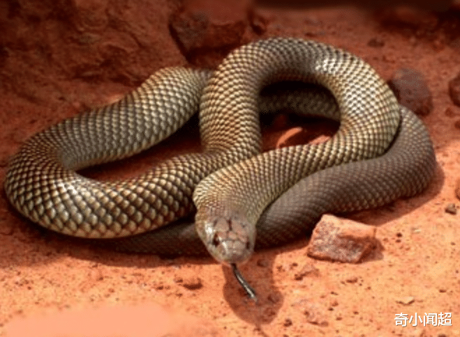 眼镜王蛇■地球上最\可怕\的三种毒蛇，第一位毒性无人能敌，眼镜王蛇只能垫底