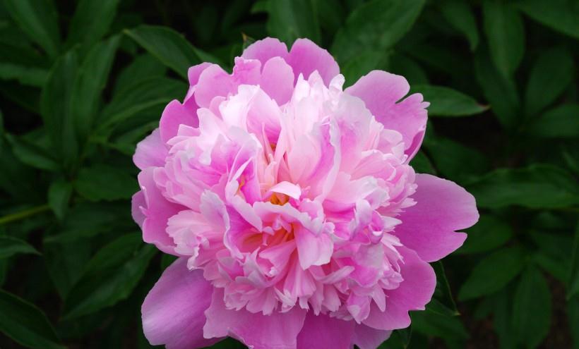 生肖|九月下旬，四生肖财路旺盛，事业大顺，天天忙着数钱