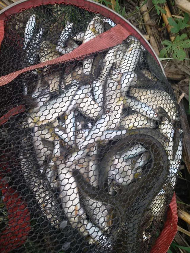 @2020年终于让我体验了把什么叫爆护！什么叫连竿！