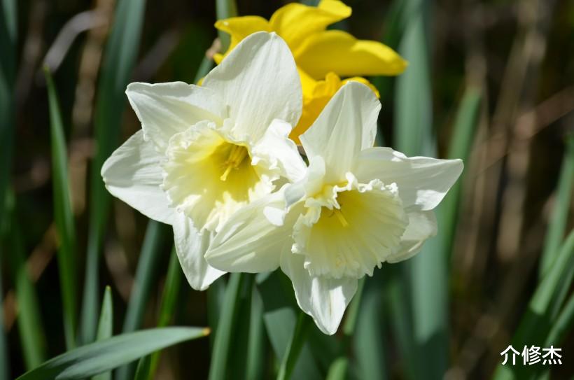 【生肖】6月下旬,从不缺异性缘,天生就招人喜欢,让人羡慕不已的4大生肖