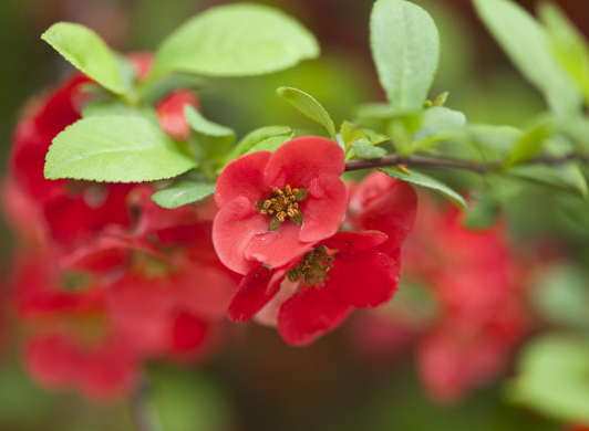 运势|未来半个月，喜鹊送喜，4属相好运连连，财源旺盛，生活美满