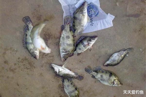 螃蟹|坠上钩钓组的使用技巧,钓这些名贵的鱼儿,都可以用这种钓组!