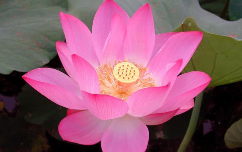 「」6月下旬开始得贵人扶持，运势登顶，即将大翻身的四大生肖