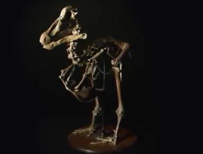 「生物考古」渡渡鸟真的是因为笨才灭绝的？也许你错了