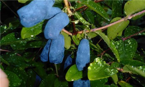 「水果」全球“最妖艳”的4种水果，这得花多少钱才能吃到？我就见过1种