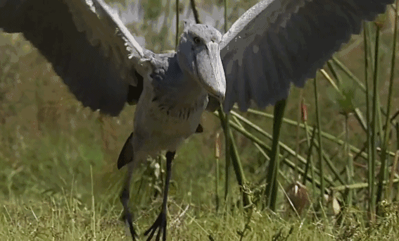 鲸头鹳|鲸头鹳看着笨，蠢萌蠢萌的，它是怎么成为鳄鱼的天敌的呢？