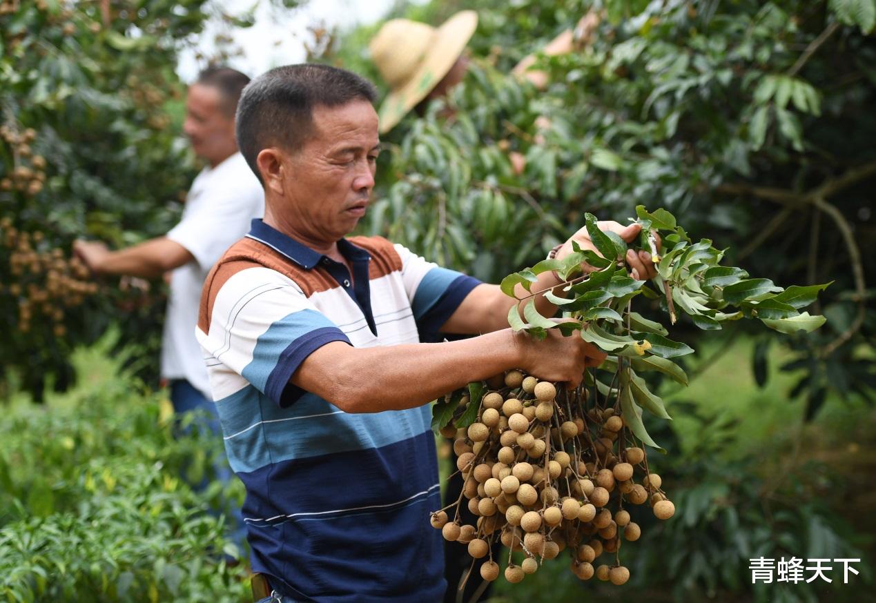 电子商务|电商诚信何在？低成本谎言被水果戳破，成为贪婪和欺诈的代名词
