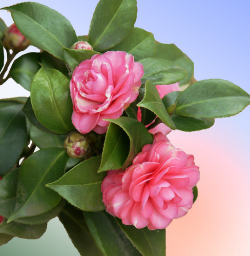 运势|下个月开始，4属相运势开门红，福气满满，财运旺旺，日子红火