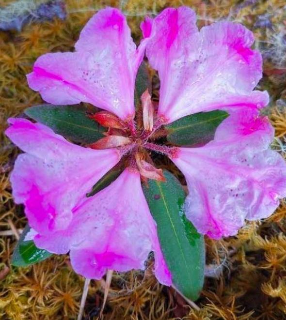 『四川省』全球仅此一株！曾经已灭绝的植物再次出现，就在中国四川！