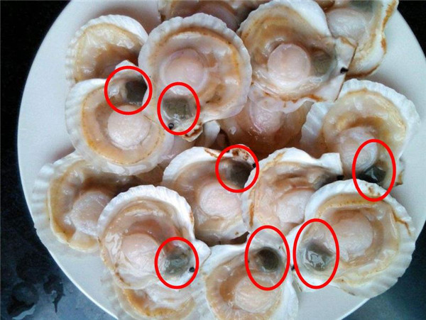 扇贝|当你在吃蒜蓉扇贝的时候，有没有想过，扇贝正在用200只眼睛看你