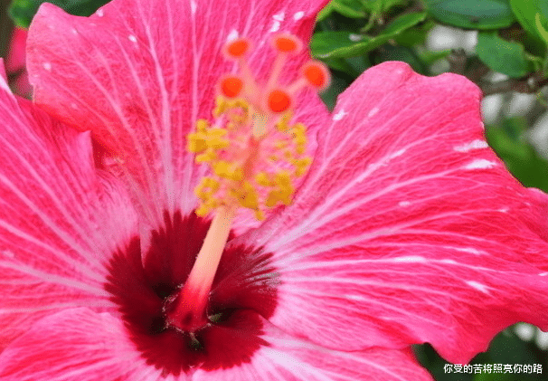 桃花灿烂|8月中，好运连连，4属相好事不断，事业发展顺利，福禄无穷