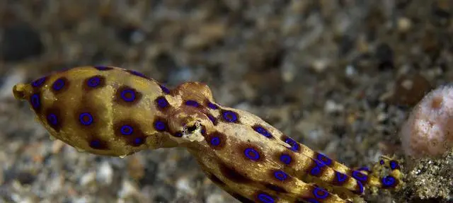 「蜘蛛」细数全世界十大剧毒的动物! 第一很艳丽, 第九却是难得的美食