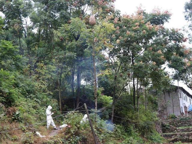 神鸟知讯资讯站|9旬老太被马蜂蜇死，6子女向俩小伙索赔26万：他们8天前端了窝