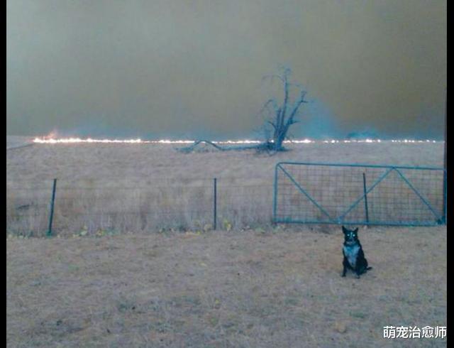 澳洲森林大火蔓延到农场，边牧临危不乱，将羊群全赶到安全区域！