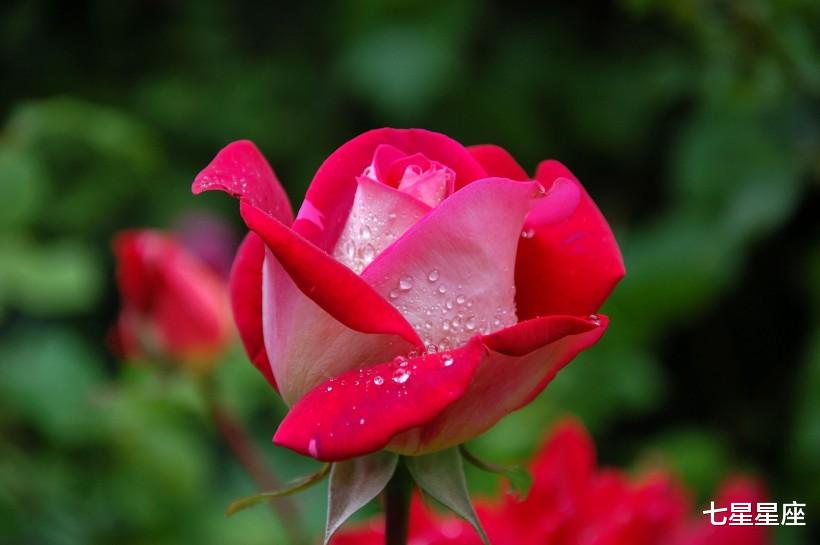 「生肖」7月2号，得财得福，3生肖贵人提拔，迎来旺运，进入事业巅峰！