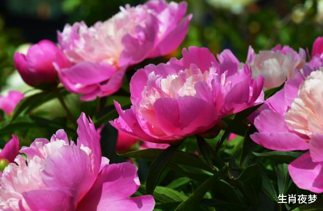 生肖▲情商最高的三大生肖女，撒娇卖萌样样精通，不遭人嫌，受婆婆喜欢