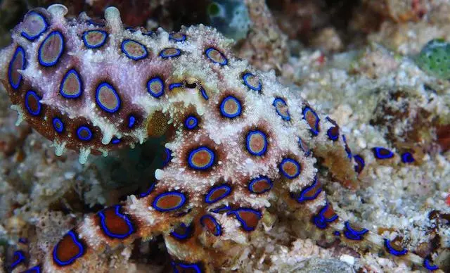 「蜘蛛」细数全世界十大剧毒的动物! 第一很艳丽, 第九却是难得的美食