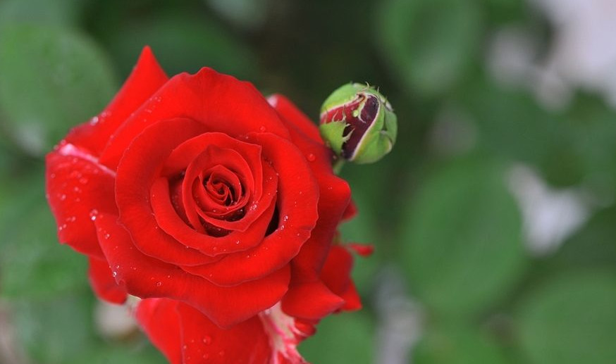 生肖|7月下旬这三生肖好运来临，事业如意，财源滚滚来