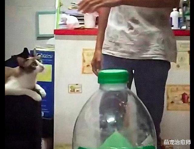 男子想挑战踢瓶盖，却一脚踢翻了围观的猫咪，猫：我和你有仇啊！