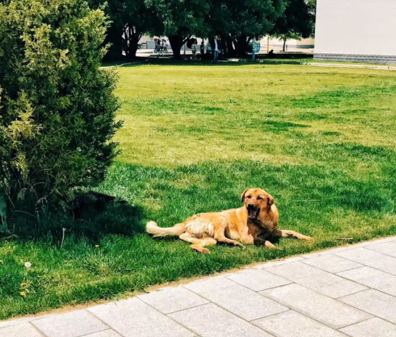 [石河子大学]宁去二本院校，也不去这3所211大学，家长：大不了复读！究竟为何