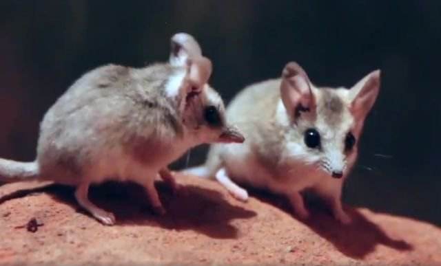 后代|交配时间最长的动物：不眠不休高达14小时，直到失去生命