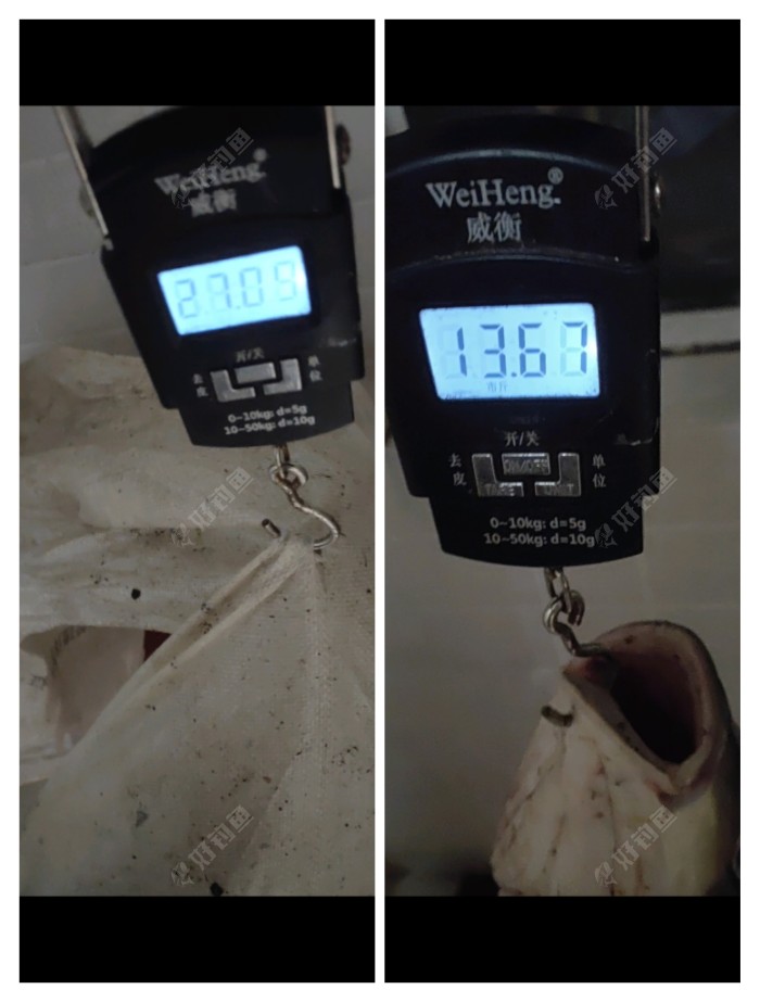 玉米|「垂钓纪实」 爆杆报仇之跑鱼连连……