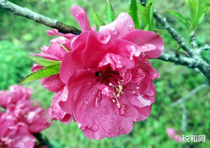 金牛座|枯木逢春，此3生肖不管之前多穷，半年之内，运势大有起色事业兴隆