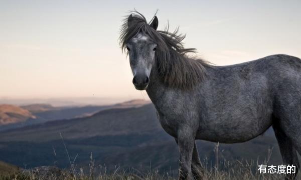 属马|生肖马9月3号是你特别重要日子，将是你人生中最大的转折点