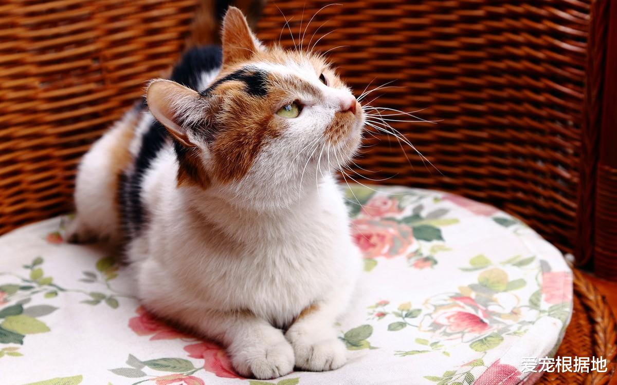 比流浪猫还惨的家猫，大冬天被主人拴在室外，三天吃上一顿饭