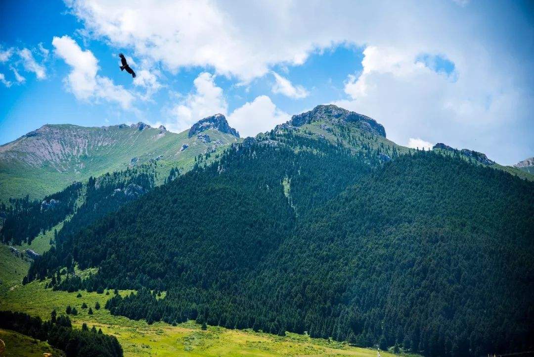 甘南|这些照片，很甘南！