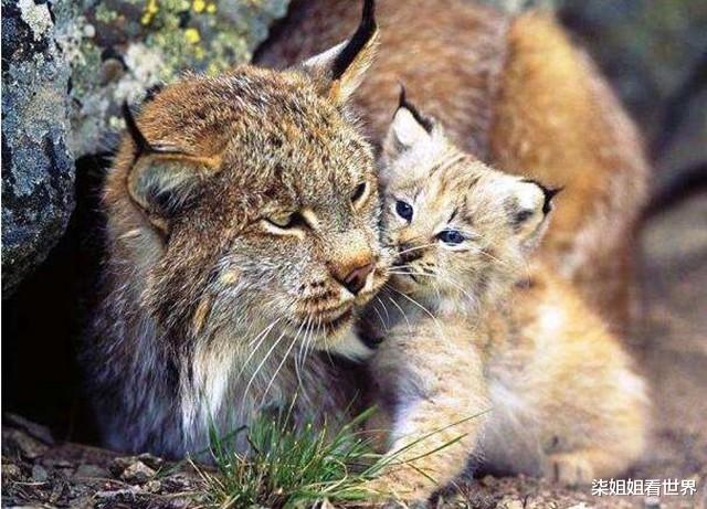 猞猁|猞猁外形像极了猫，却会主动攻击狼，在森林里究竟有多恐怖？