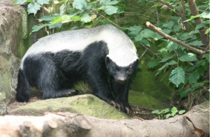 亚马逊|亚马逊的沼泽之王“森蚺”，若被它吞掉，可以用刀来自救吗？